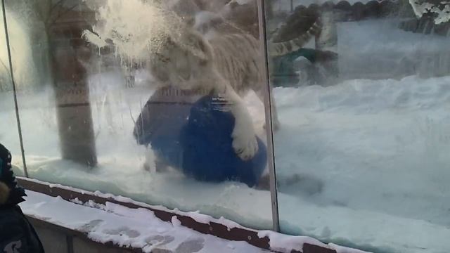 Белый Тигр московский зоопарк смотреть онлайн