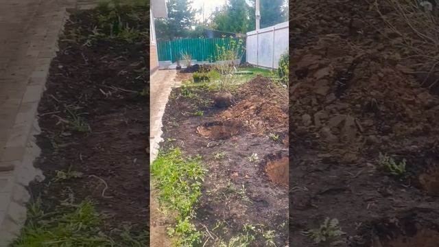 Посадка растений на участке. Плодовый сад. смотреть онлайн