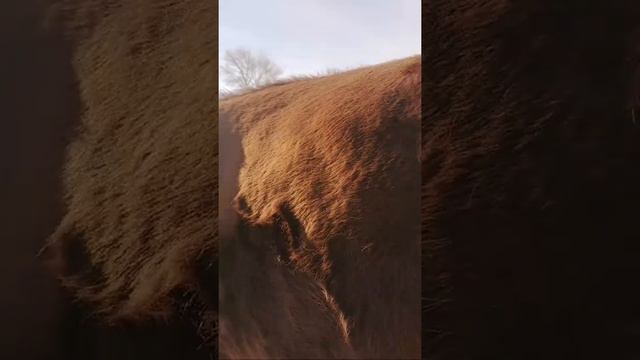 Скоро должна телиться корова. смотреть онлайн