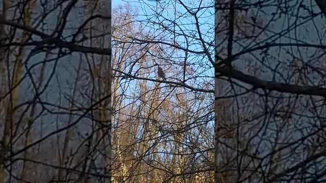 Пение птиц . Птицы на моей даче./ Birdsong . Birds at my dacha. смотреть онлайн