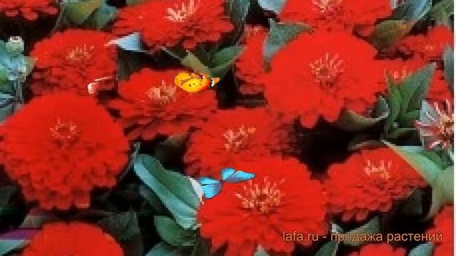 Цинния обыкновенная Скарлет ? обыкновенная цинния Скарлет обзор: как сажать, семена циннии Скарлет смотреть онлайн