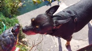 КРАСНОУХИЕ ЧЕРЕПАХИ?