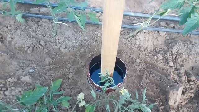 Знакомство со шмелями смотреть онлайн