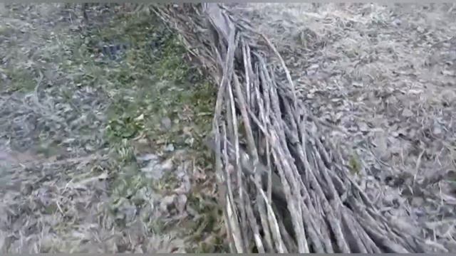 Везём домой туи. смотреть онлайн