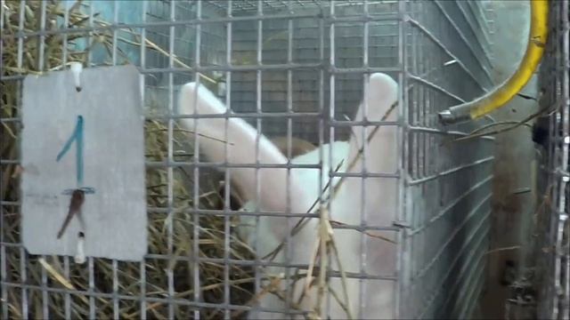 Обзор мини ферма для кроликов кроликоферма (часть 22) смотреть онлайн