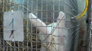 Обзор мини ферма для кроликов кроликоферма (часть 22)