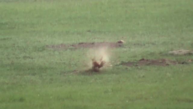 Prairie Dog Hunt 2011 смотреть онлайн