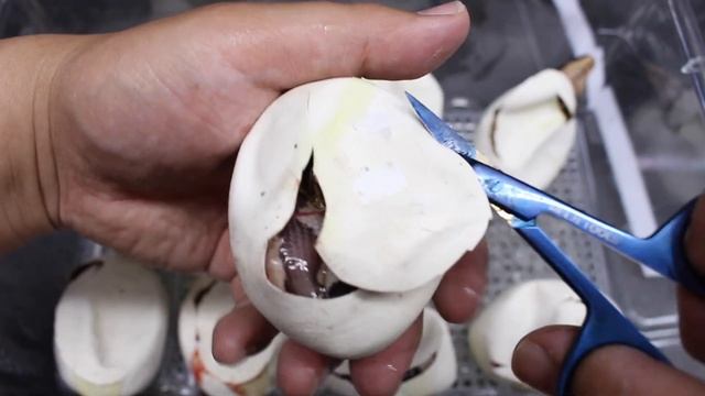Super Zigzag x T+ Albino Goldeneye Blood Python Clutch! смотреть онлайн