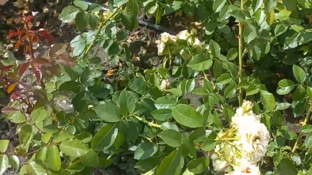 Троянди в полі. Сорти Чорна Королева, Сірано, Маргарита, Мідсаммер, Ред Ай, Цезар та інші... смотреть онлайн