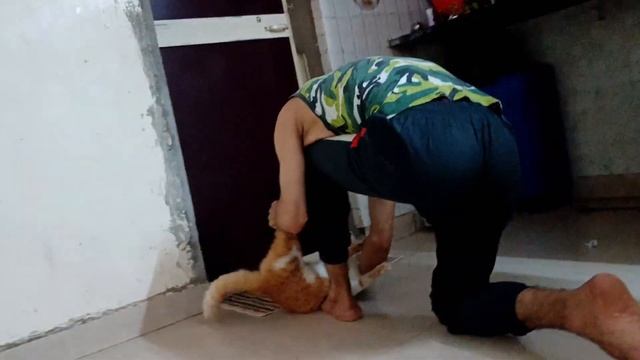 10 facts about tabby cats।Tabby cat।earl sweatshirt type beat। смотреть онлайн