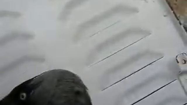 домашняя галка смотреть онлайн