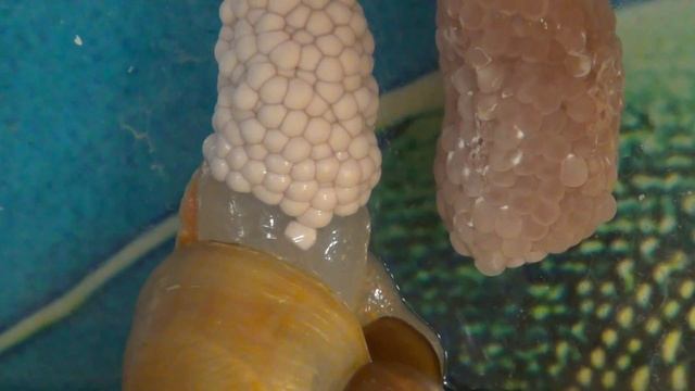 Улитка ампулярия (роды). смотреть онлайн