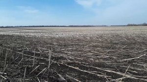 Когда сеять кукурузу?