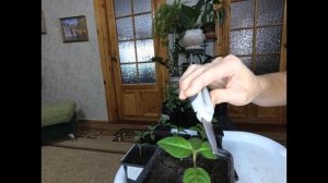 Фуксия ампельная! Высаживаю черенки с корнями делаю прищипку! Формирую  Фуксию для пышного куста!