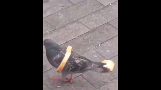 Забавные кубики. Подборка приколов. Vo22 смотреть онлайн