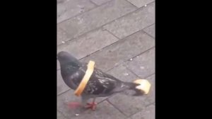 Забавные кубики. Подборка приколов. Vo22