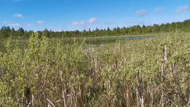 Белицкое озеро, Беларусь