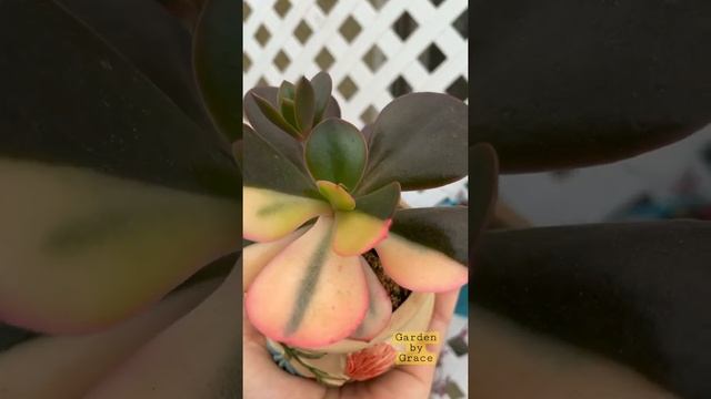 Echeveria Primadonna Variegata смотреть онлайн