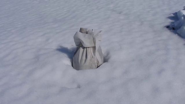 Снимаем укрытия с жимолости, голубики смотреть онлайн