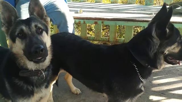 Wolf, say meow and crow! / Волк, скажи "мяу" и "кукареку"! смотреть онлайн