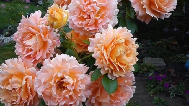 Розы, цветение роз. смотреть онлайн