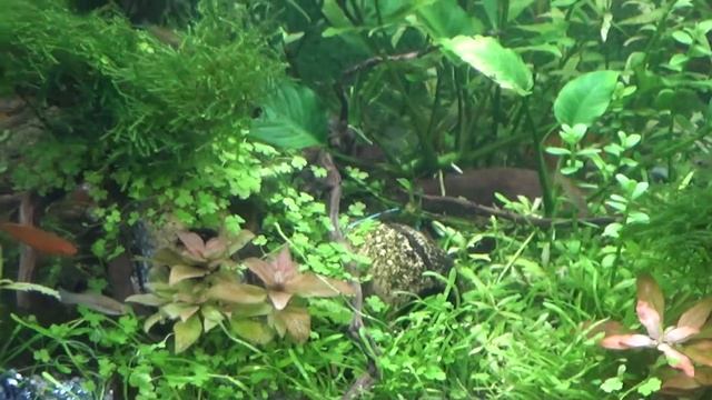 Аквариумы 2019 Май -2. смотреть онлайн