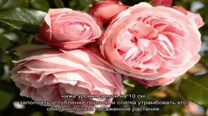 Роза Джардина (Giardina)