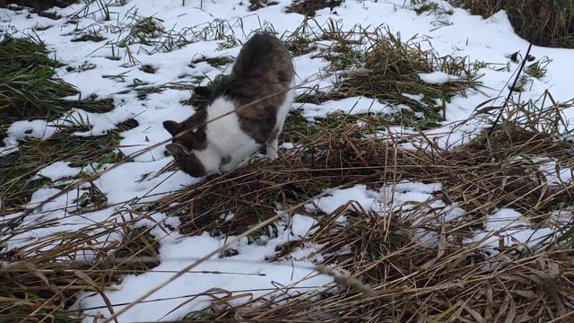 А вот и Кот Мурчик. Кот переселенец. Метит новые владения. смотреть онлайн