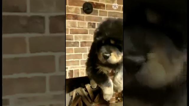 Тибетский мастиф Щенки смотреть онлайн