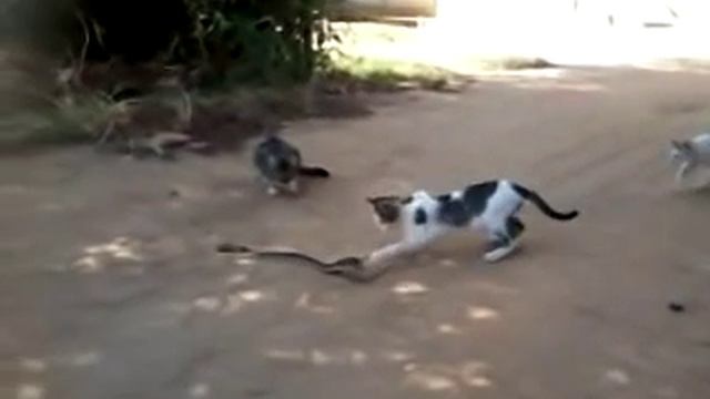 Gato x Jararaca.. смотреть онлайн