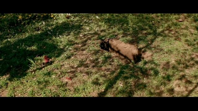 Крик. Режиссерская трактовка фильма