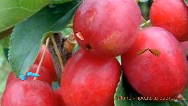 Яблоня обыкновенная Китайка Долго (malus) ? обзор: как сажать, саженцы яблони Китайка Долго смотреть онлайн