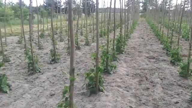 Фасоль громадная "Ясь королівський" (частина 2) смотреть онлайн