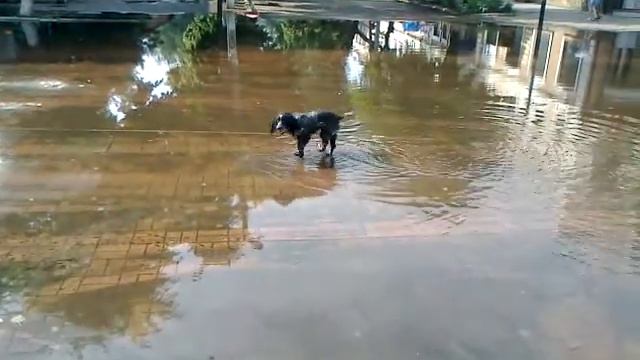 Спасибо мэру от Бульки! смотреть онлайн