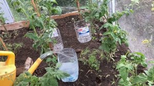 Капельный полив своими руками практически бесплатно из иголок от шприцов и пятилитровых бутылок