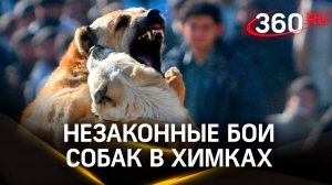 В Химках организуют незаконные бои собак - алабаев и кане-корсо