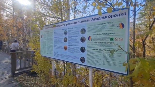 ПРУД С УТКАМИ В АКАДЕМГОРОДКЕ НОВОСИБИРСКА смотреть онлайн