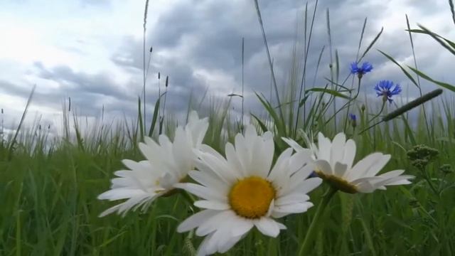 В. Красноруцкий смотреть онлайн