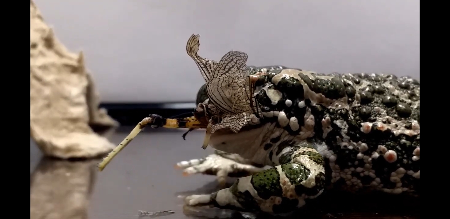 жаба vs саранча / 1 на 1 / живое кормление смотреть онлайн