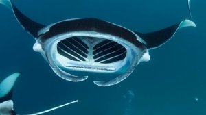 50 Самых Редких и Невероятных Животных в Мире