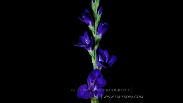 Цветы смотреть онлайн