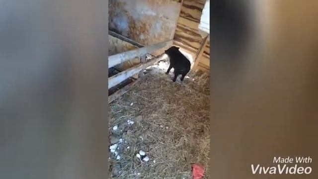 #Клетки для #вьетнамских #свиней, #загон для вьетнамских свиней, #вьетнамские #свиньи скоро #рожат смотреть онлайн