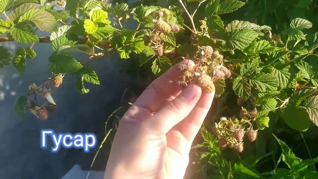 Самый сладкий сорт малины . Малина Гусар смотреть онлайн