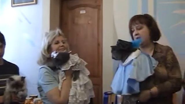 Создание видеоклипов для выставки кошек online смотреть онлайн