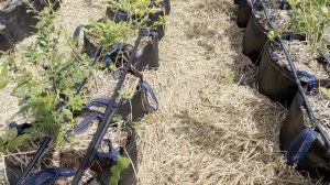 Как правильно выращивать голубику в контейнерах