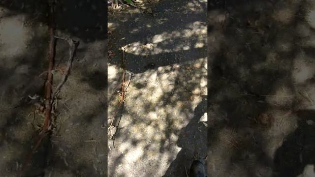 Американская Белая Бабочка ? смотреть онлайн