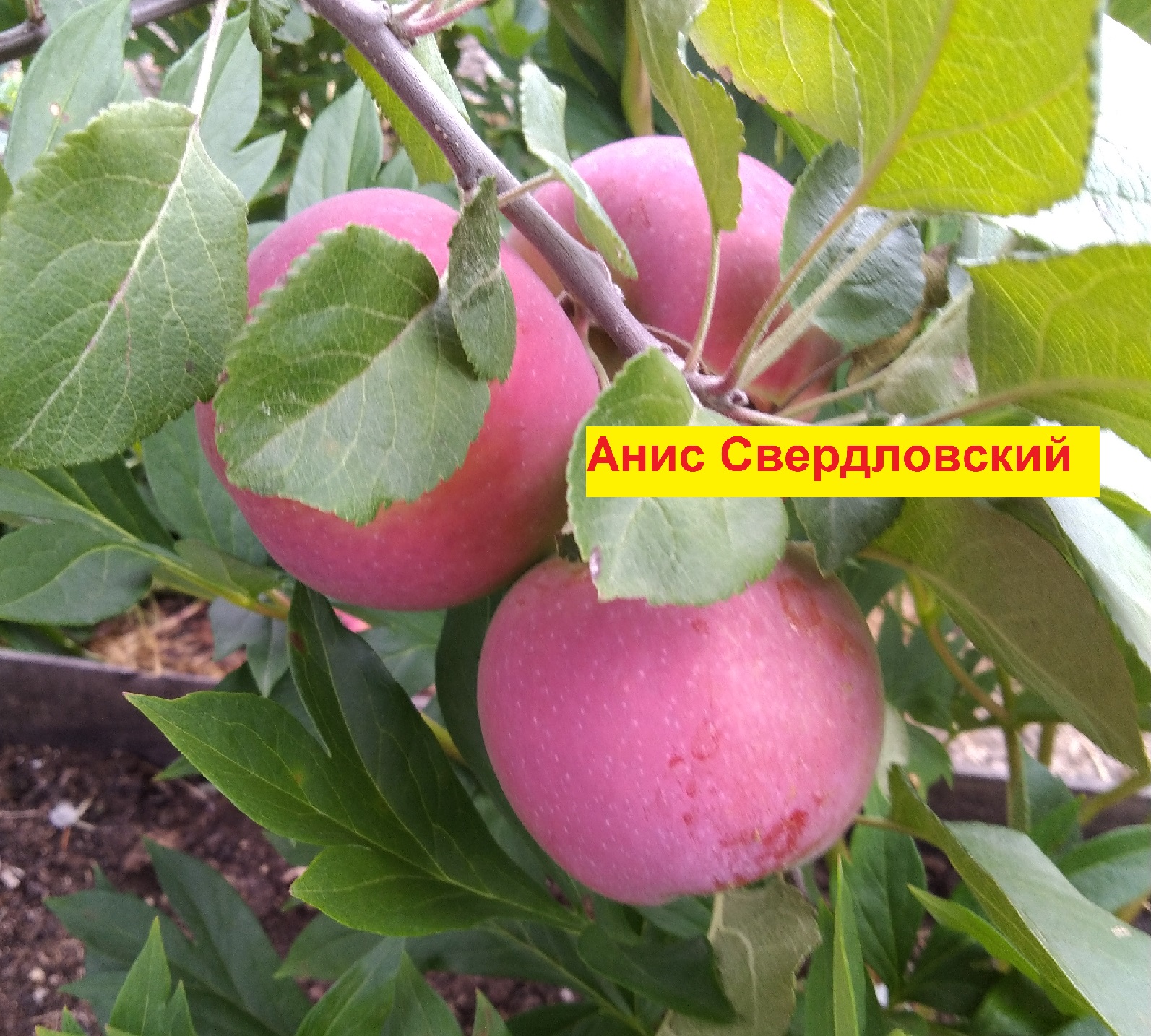 Анис Свердловский
