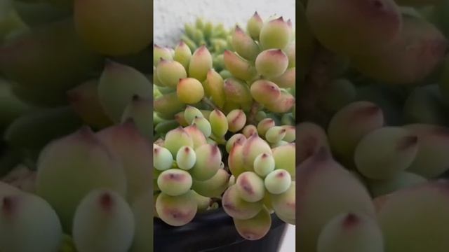 Suculenta Cotyledon Pendens ? #suculentas #succulent смотреть онлайн