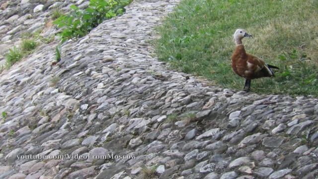 Огарь и его птенцы // 4.07.21 смотреть онлайн