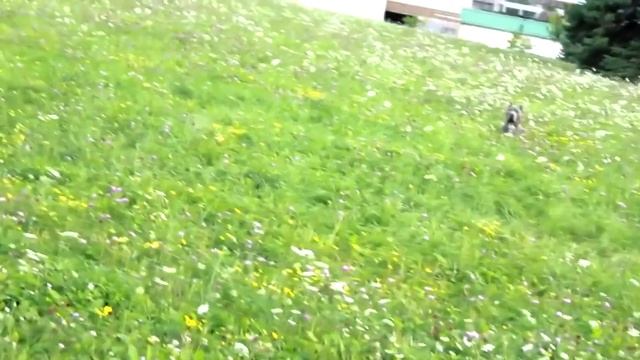 Нереальная дрессировка питбулей! смотреть онлайн